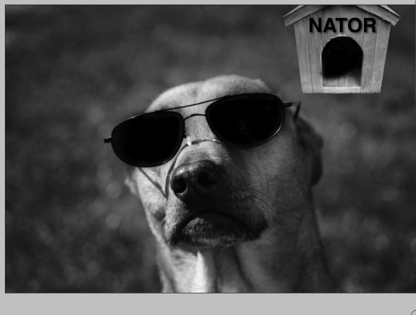 Creation of My Dog's Name: Step 4